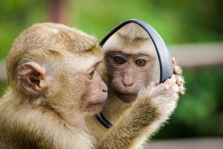 Narcisismo macaco