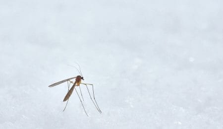 mosquito pernilongo aedes aegypti