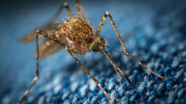 Dengue, Zika e Chikungunya: saiba como diferenciar