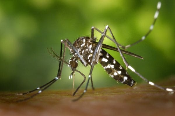 Dengue (GUIA COMPLETO): causas, sintomas e tratamentos