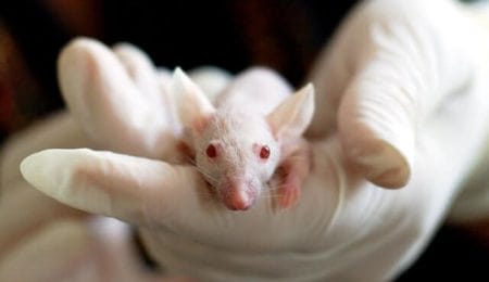 rato branco de laboratório para experiências skinner 