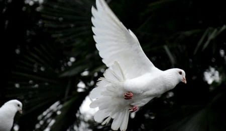 pomba branca e paz