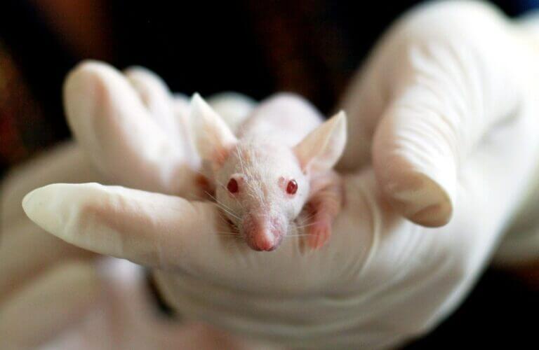 cientista com o rato branco nas mãos do experimento do pequeno albert