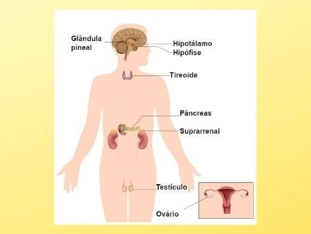 glândulas que produzem hormônios