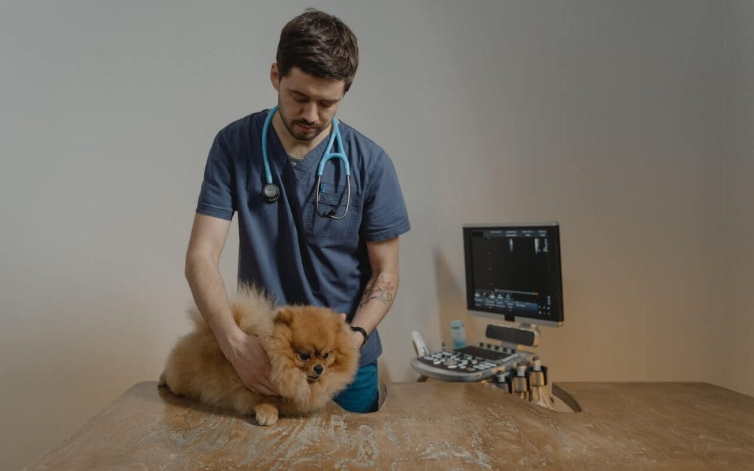 A psicologia na medicina veterinária: para que serve? 