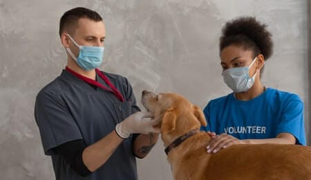 psicologia na medicina veterinária com veterinários cuidando da saúde animal