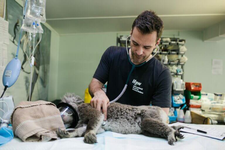 veterinário examinando um animal é uma das situações que mostra a importância da saúde mental em veterinários