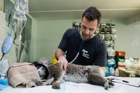 A importância de cuidar da saúde mental em veterinários
