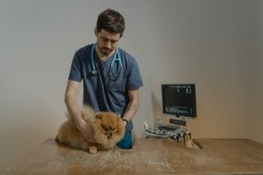 veterinário cuidando de um cachorro