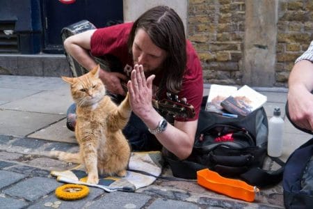 Um Gato de Rua Chamado Bob: história real e análise psicológica