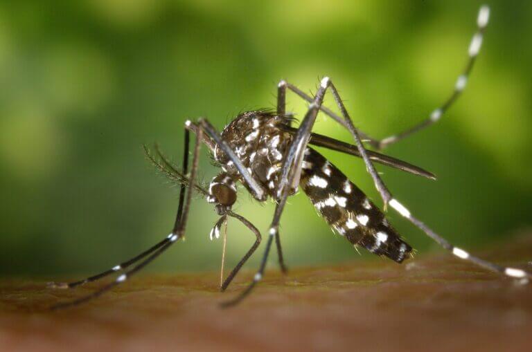 qdenga mosquisto da dengue